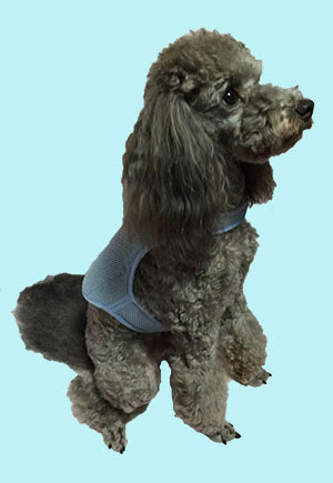 Toy poodle picture 1