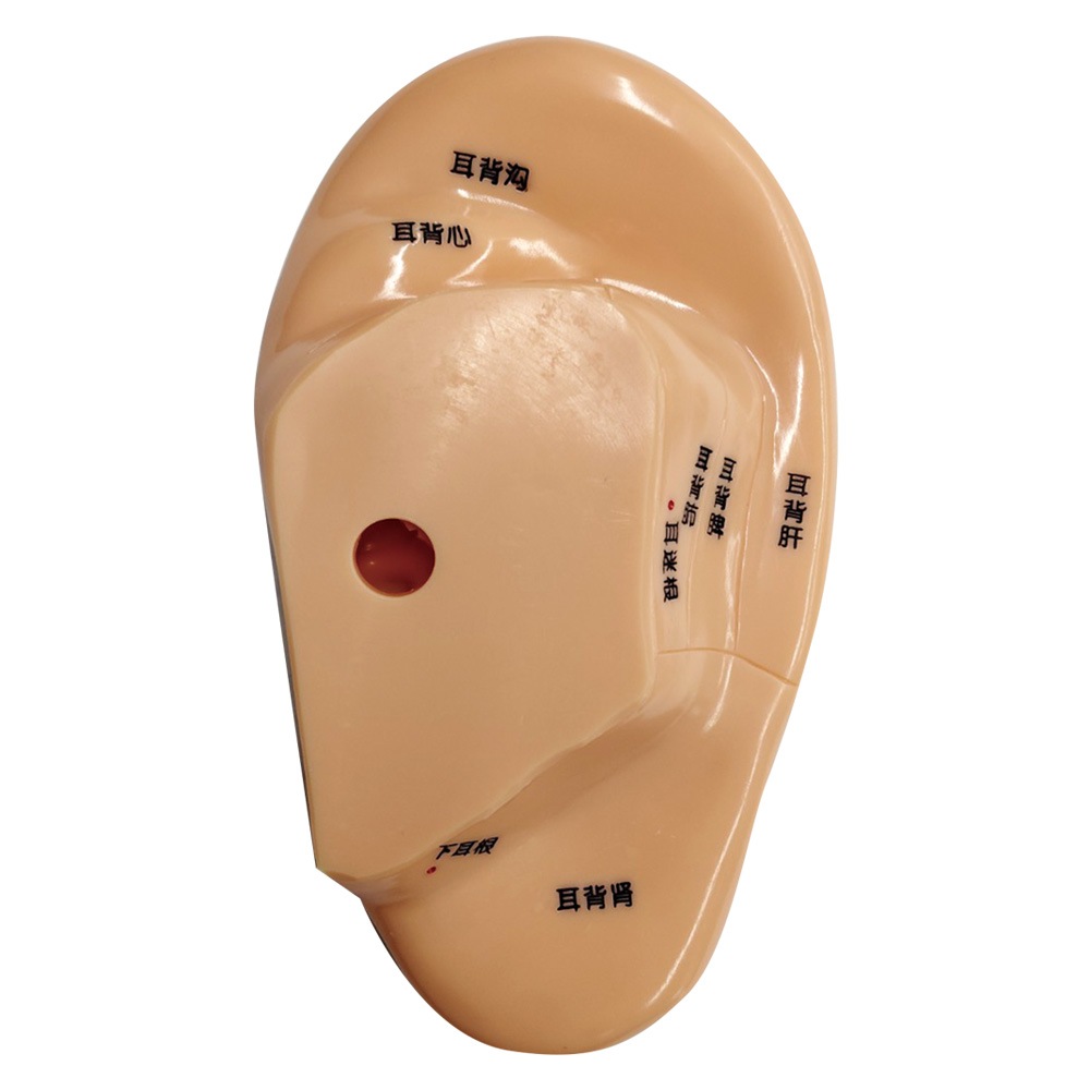 耳つぼ模型 | 耳つぼジュエリー | まつげエクステ用商材 Angela