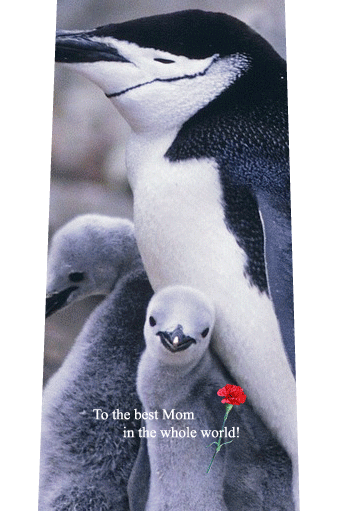 母の日ネクタイ（ペンギン親子）の写真