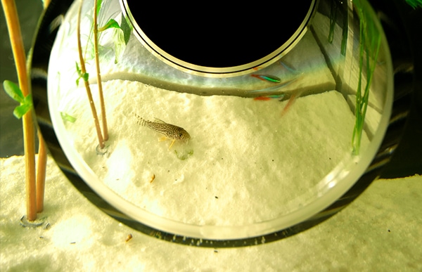 シリンダーは泳ぐ魚を間近に観察するための観察窓にもなります