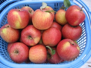 収穫後のりんご