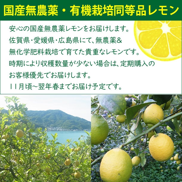 国産無農薬・有機栽培同等品レモン、樹なりのレモン画像