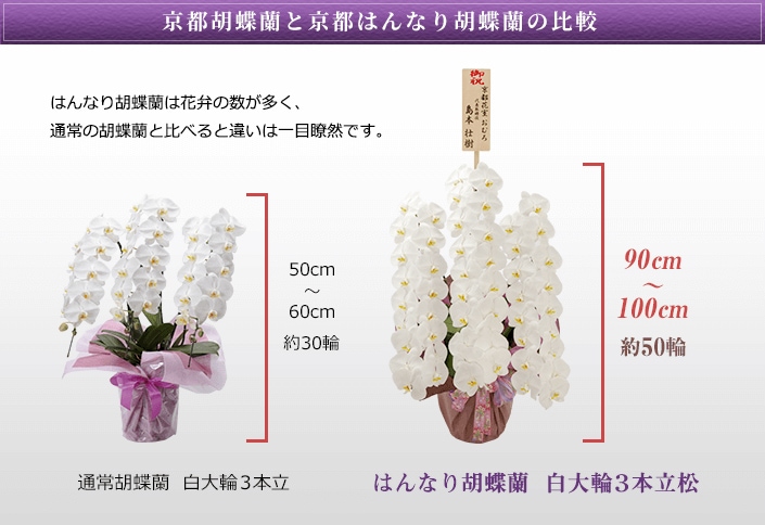 はんなり胡蝶蘭の魅力 はんなり胡蝶蘭は花弁の数が多く、通常の胡蝶蘭と比べると違いは一目瞭然です。