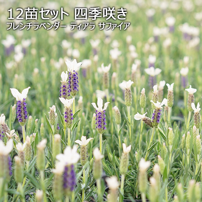 四季咲き フレンチラベンダー ホワイト ティアラサファイア 3 5寸 12苗セット 耐暑性 耐寒性に優れています メッセージカード 立て札 ラッピング不可