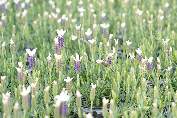 四季咲き フレンチラベンダー ホワイト ティアラサファイア 3 5寸 12苗セット 耐暑性 耐寒性に