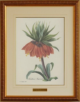 ɥơ襦饯 Fritillaria imperialis եƥꥢڥꥢꥹ Х 