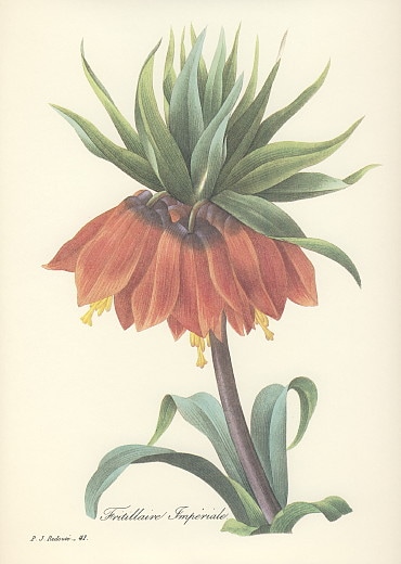 ɥơ襦饯 Fritillaria imperialis եƥꥢڥꥢꥹ Х 