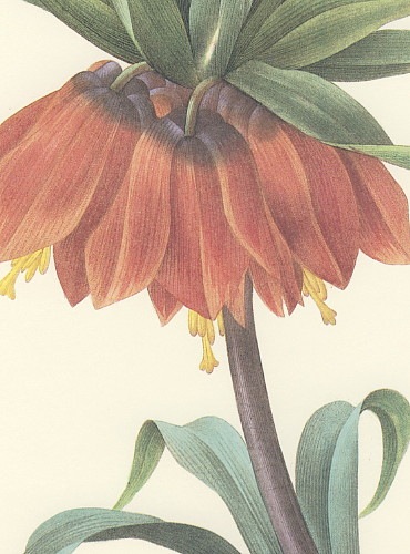 ɥơ襦饯 Fritillaria imperialis եƥꥢڥꥢꥹ Х 