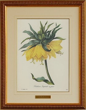 ɥơ襦饯 Fritillaria imperialis եƥꥢڥꥢꥹ Х 