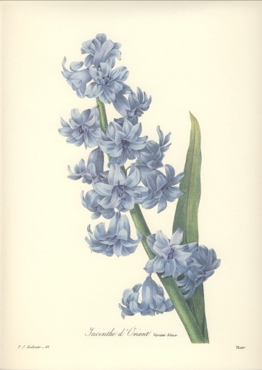 ルドゥーテ　花の絵　ヒヤシンスの絵　青　ブルー