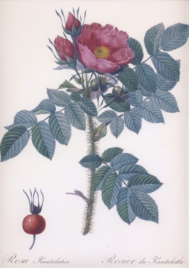 ルドゥーテ　バラの絵 ロサ・カムチャティカ　カムチャツカのバラ