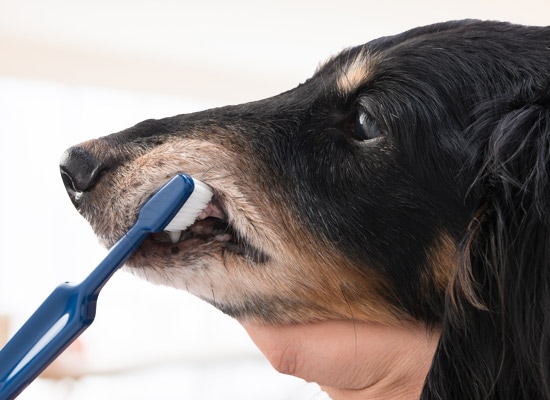 口腔環境を守ることが飼い主ができる最善の予防医療