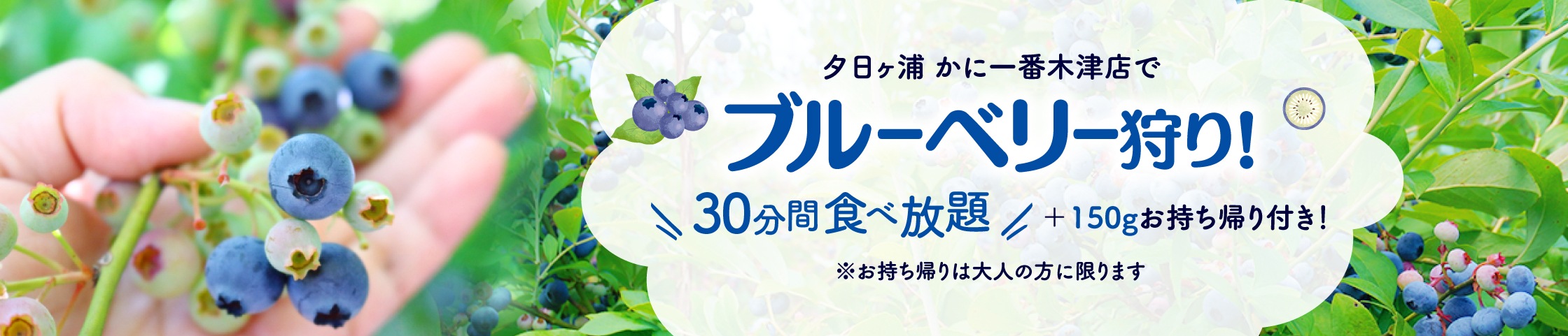 かに一番ブルーベリー狩り