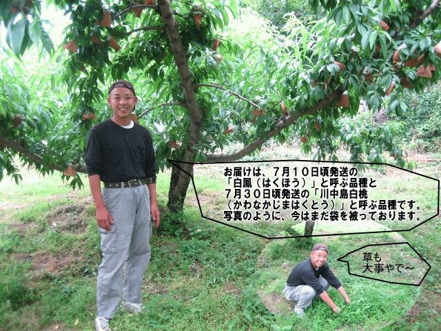 御届けは7月10日頃から始まる白鳳と、7月30日頃から始まる川中島白桃となります。草も大事です!