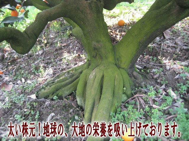 �����������ϵ�Ρ����Ϥα��ܤ�ۤ��夲�Ƥ���ޤ���