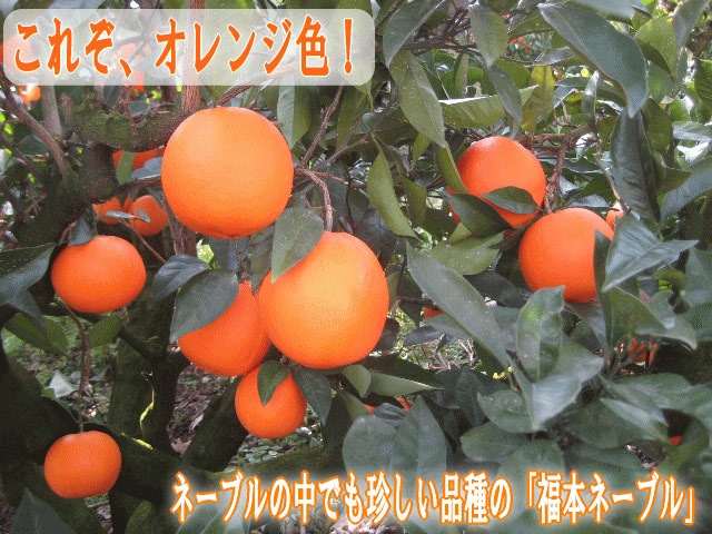���줾����󥸿����Υ͡��֥����Ǥ��������ʼ�Ρ�ʡ�ܥ͡��֥��