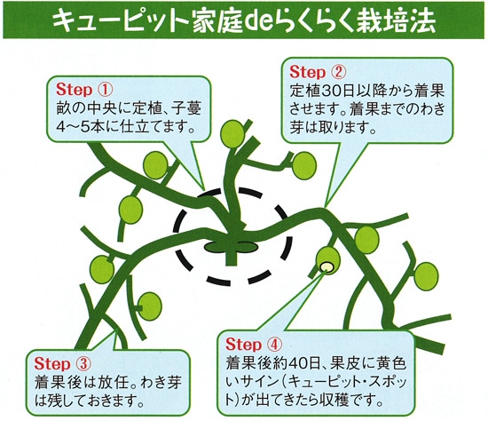 ナント キューピット メロン 春種予約 果菜類 瓜類 メロン 小林種苗株式会社