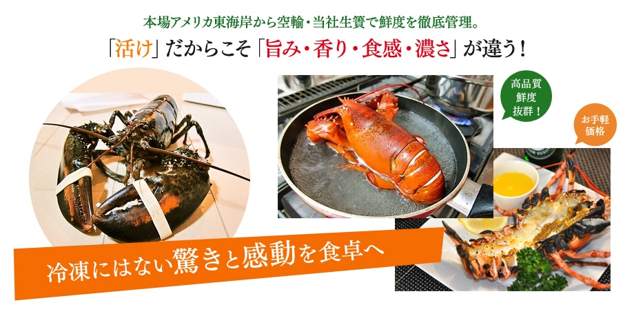 10,000～::レッドに輝くロブスター通販 HOTLOBSTER