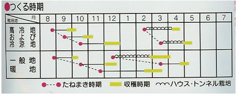 ホウレンソウ　種　アトラス法連草(25ml)　