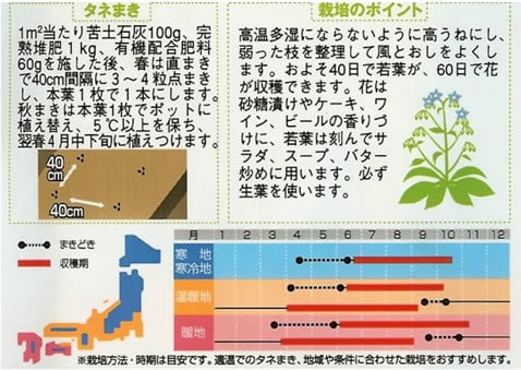 ハーブ種　ボリジ　(2ml)