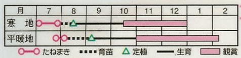 葉牡丹　フレッシュミックス　（0.3ml）