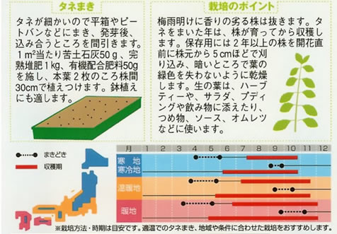 ハーブ種　　レモンバーム(1ml)