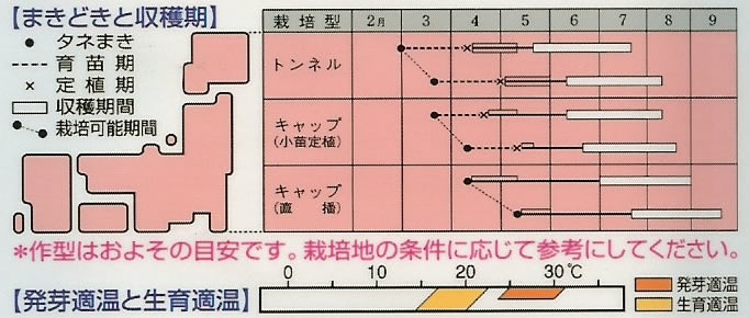 ズッキーニ種　オーラム（つるなしカボチャ）（18粒）