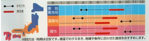 トルコギキョウ　一重咲き混合　（0.2ml）