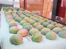 宮古島産のキーツマンゴー（グリーンフラッシュマンゴー）の食べごろ オキナワ宮古市場なら沖縄・宮古島産の完熟マンゴーを中心に島野菜、沖縄食材や