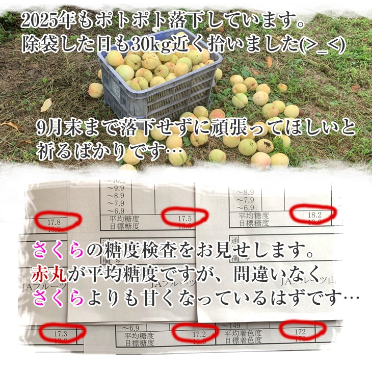 固い桃好きな方へ】約2kg 5～8玉入り 店長田中の超晩生品種 CX（シー