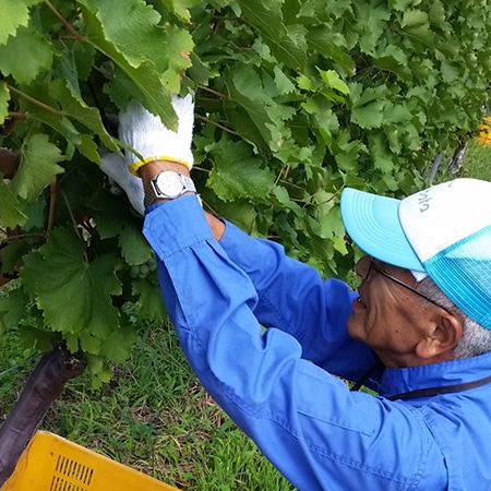 ソーヴィニヨン・ブラン