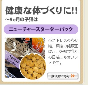 �˥塼���㡼�����������ѥå�