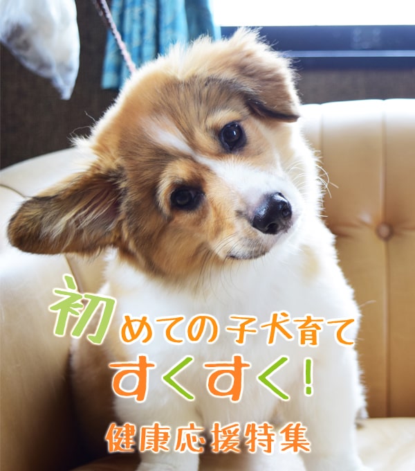 子犬の疑問 子犬用お勧めグッズの通販 販売 帝塚山ハウンドカム