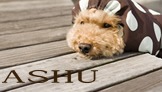 �ե��å���󥰥å��֥��ɡ���ASHU��