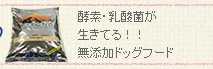 �磻���󡡥ɥå��ա���