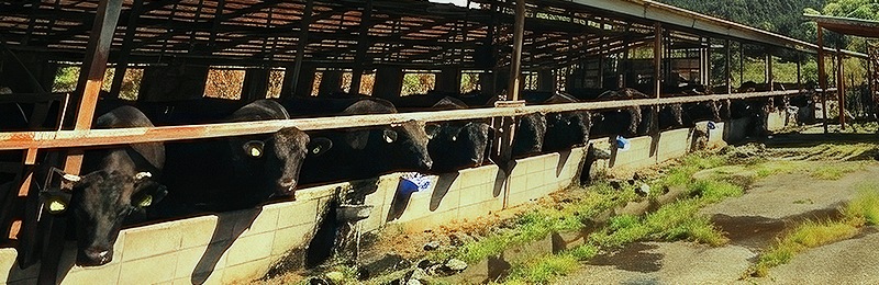 「はなが牛」が大切にしている、3つのこと。