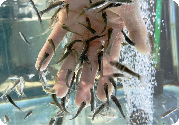 �ɥ������ե��å���(���顦��ե�)