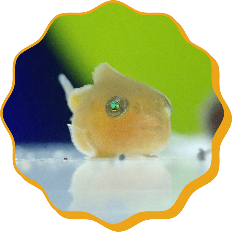 �ե����󥦥�