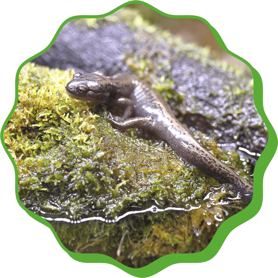 �������󥷥祦����