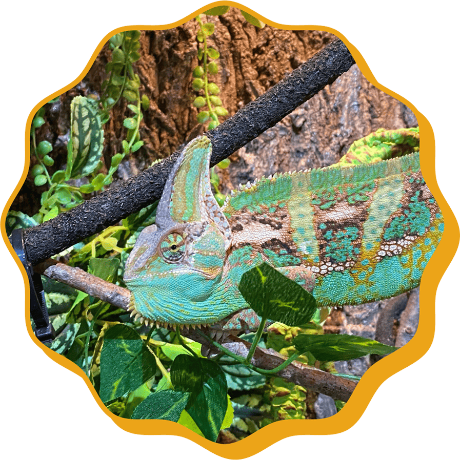 ���ܥ�����쥪��