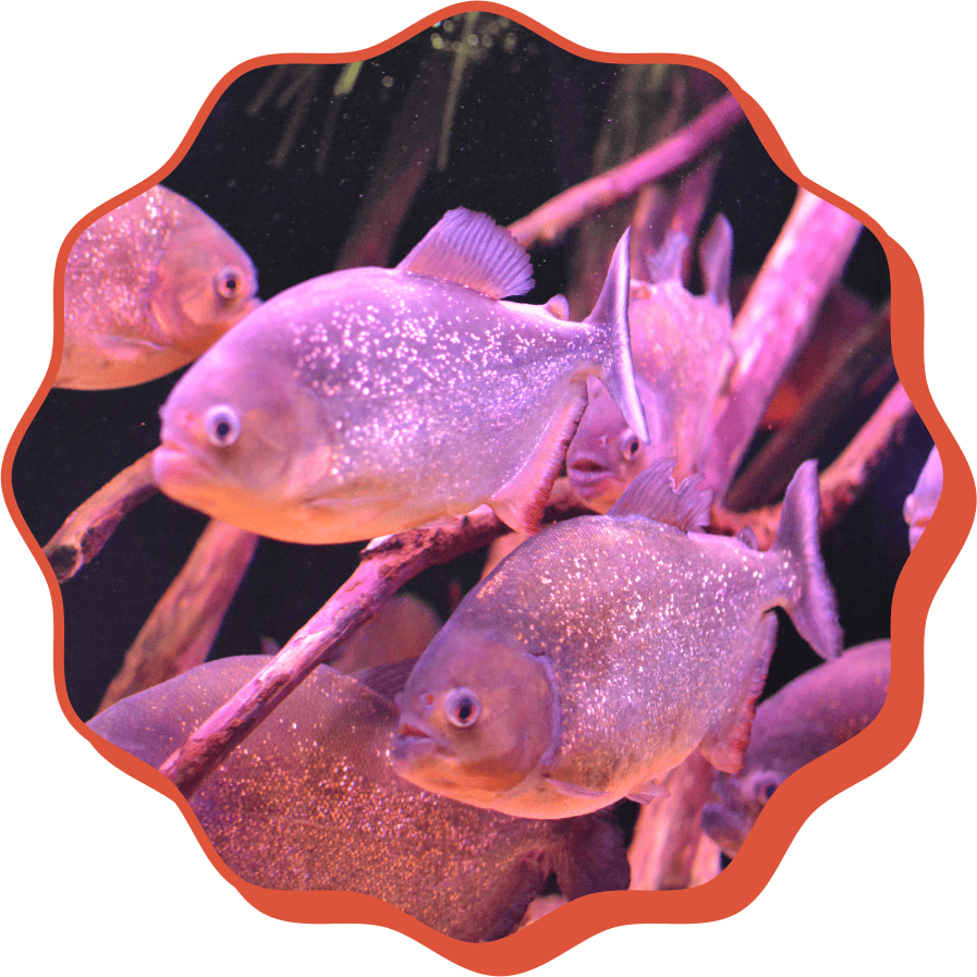 �ԥ�˥����ʥåƥ꡼