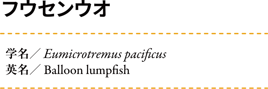 �ե����󥦥� ��̾:Eumicrotremus pacificus ��̾:Balloon lumpfish