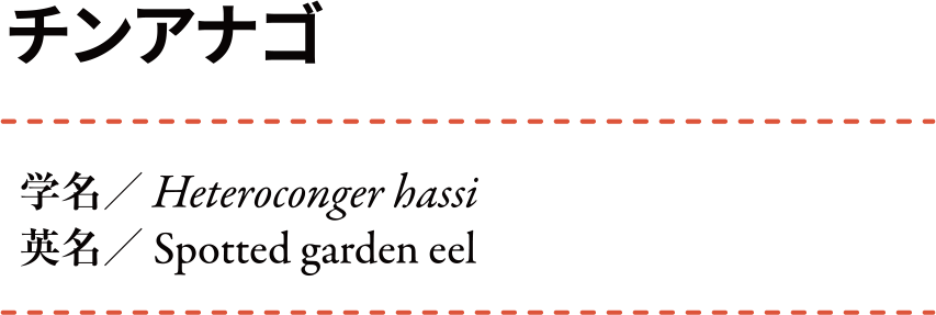 ���󥢥ʥ� ��̾:Heteroconger hassi ��̾:Spotted garden eel