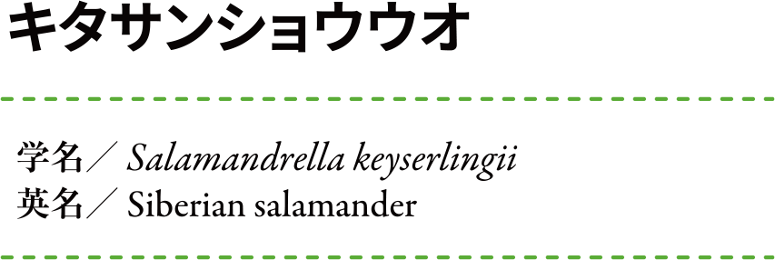 �������󥷥祦���� ��̾:Salamandrella keyserlingii ��̾:Siberian salamander