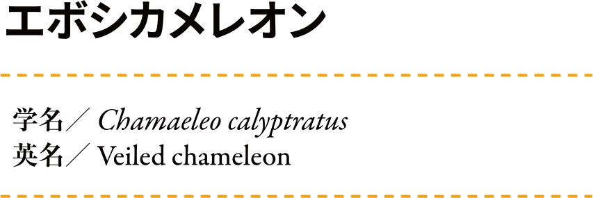 ���ܥ�����쥪�� ��̾:Chamaeleo alyptratus ��̾:Veiled chameleon