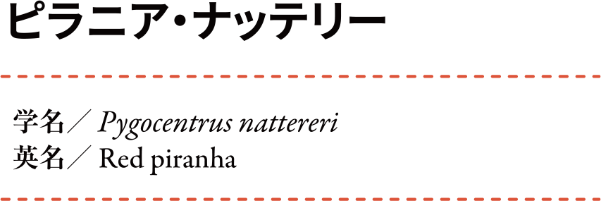 �ԥ�˥����ʥåƥ꡼ ��̾:Pygocentrus nattereri ��̾:Red piranha