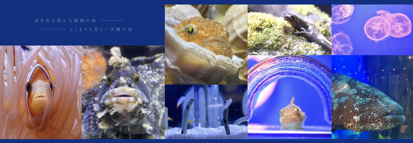 ��ϩ��²�ۤפ��פ�