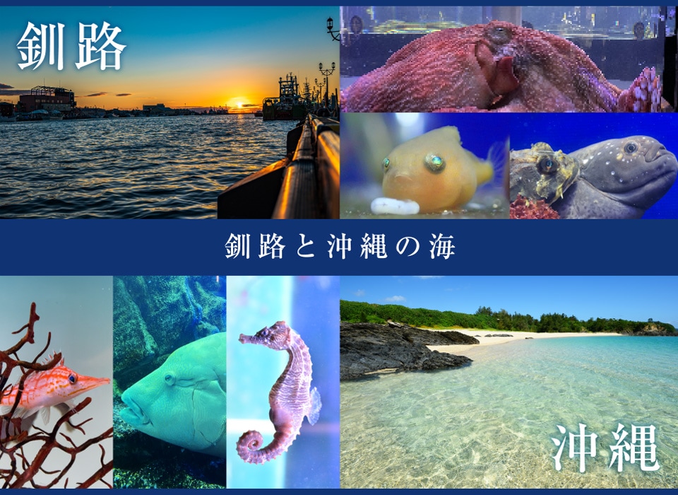 ��ϩ��²�ۤפ��פ�