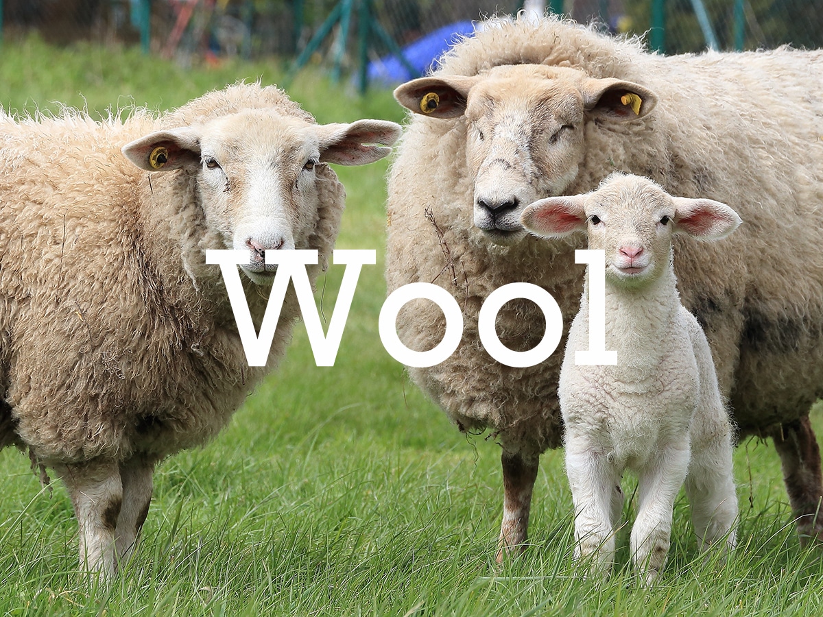 羊毛ウール