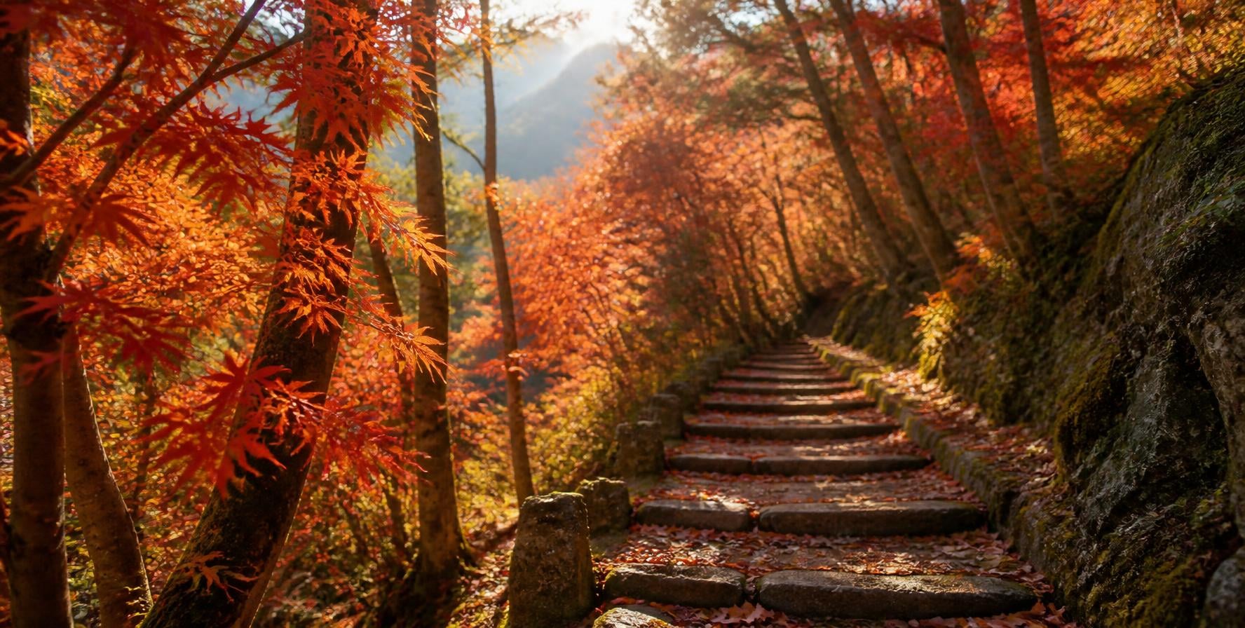 秋の紅葉狩り・ハイキングのイメージ